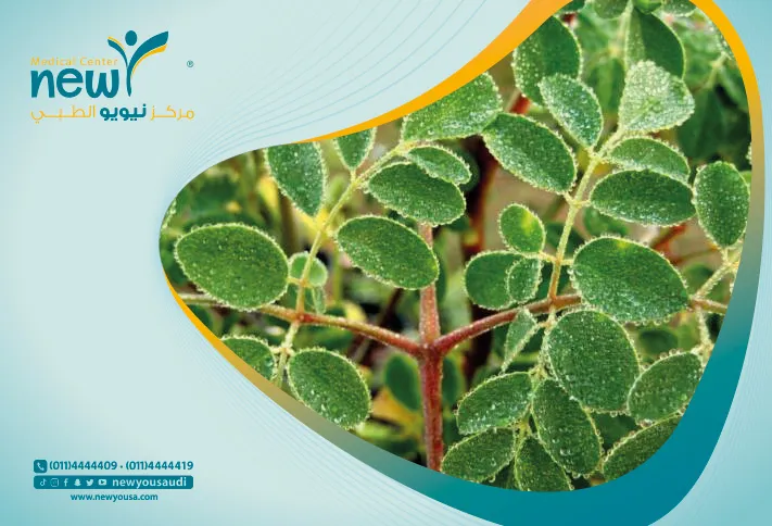 عشبة الاستيفيا كل ما تريد معرفته عنها من خلال مركزنا الطبي في السعودية | نيويو